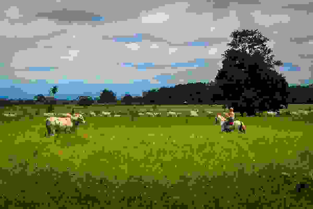 IMAGE OF GUANARE