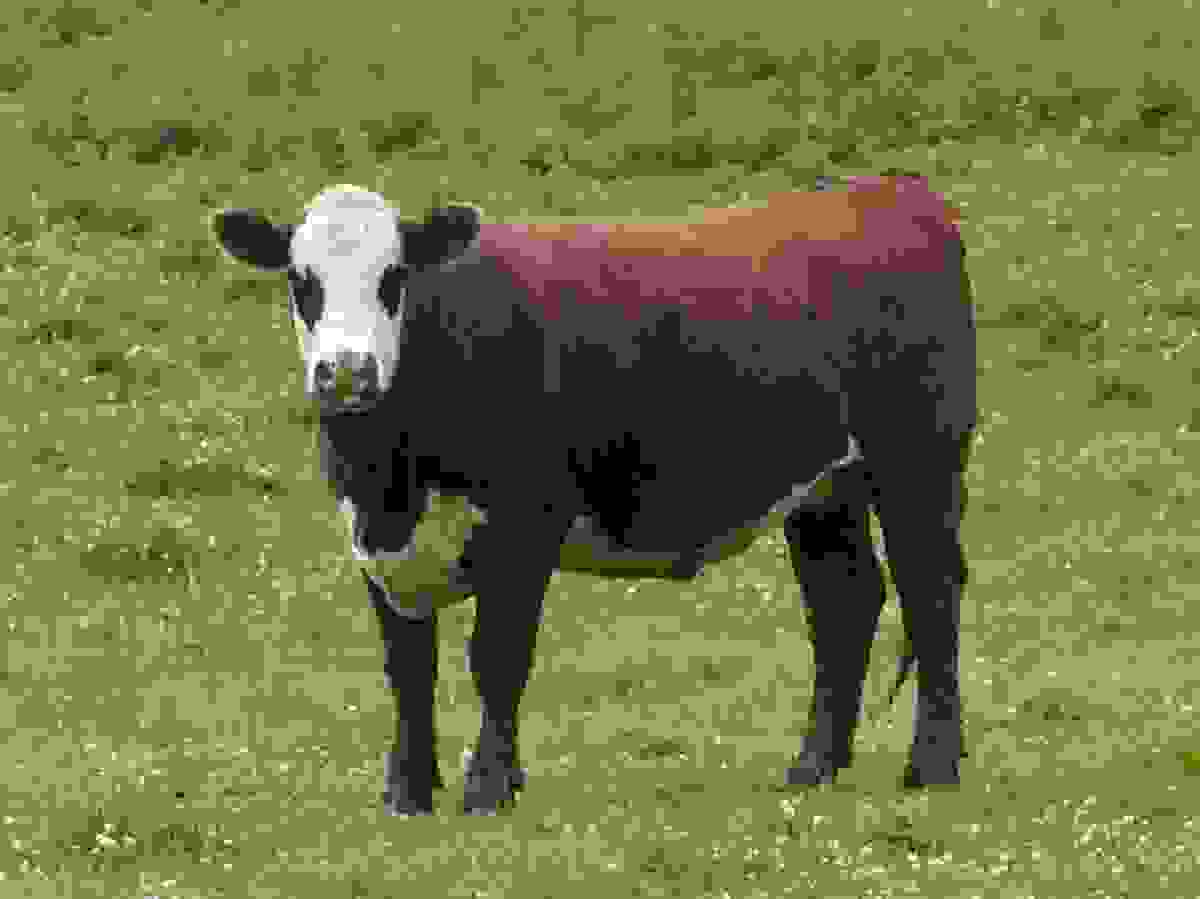 IMAGE OF HEREFORD