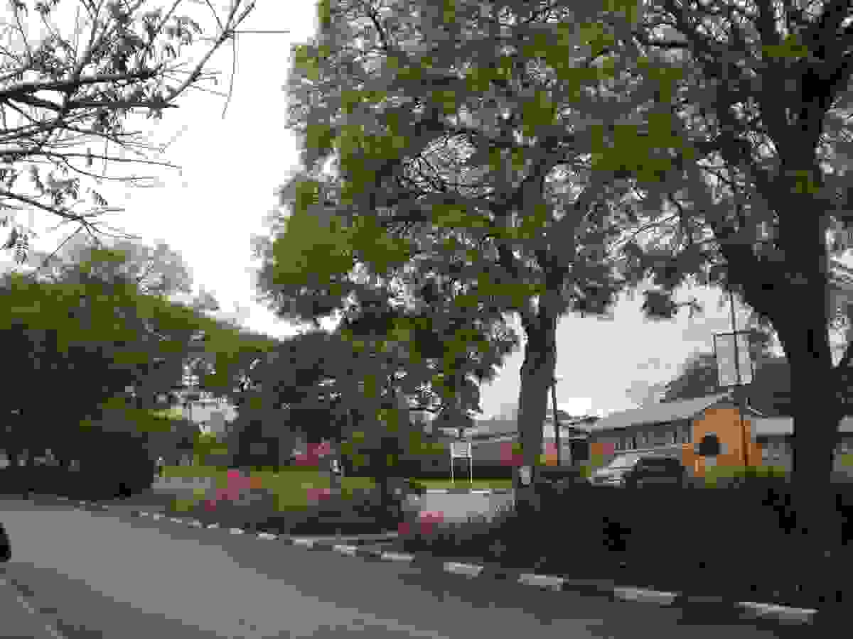 IMAGE OF MZUZU