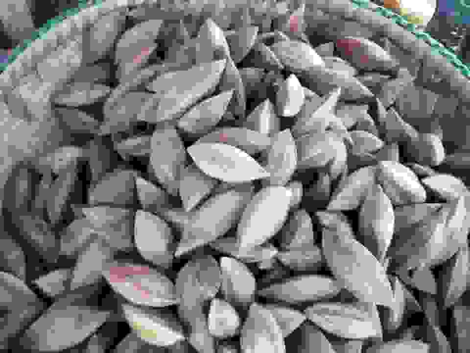 IMAGE OF PILI